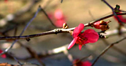 031708-norooz_greetings2-258.jpg