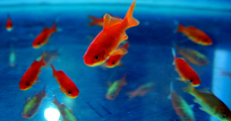 031708-redfish-258.jpg