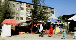 103007macroroyan-2-258.jpg