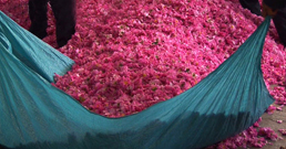 21-05-2010-Sanatizadeh-258-2.jpg