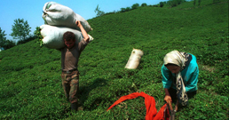 26-08-2010-kashef_ol_saltaneh-258.jpg
