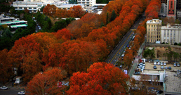 Tehran_plane_trees_258.jpg