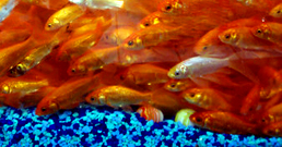 norouz_goldfish-1.jpg
