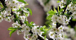 norouz_greeting1.jpg