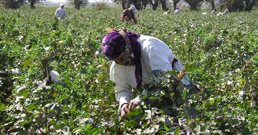 tajik_cotton1.jpg پنبه چينى در تاجيكستان