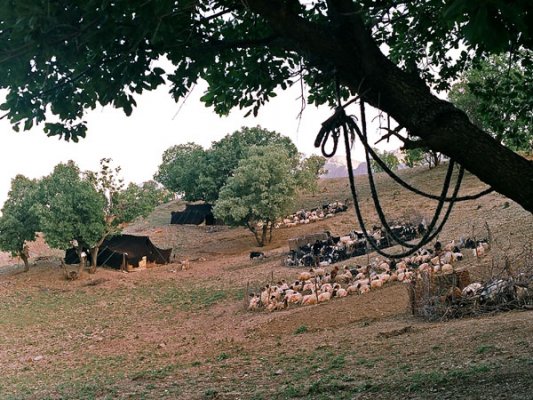 The further we drive south and west, the mountains grow shorter and the land barer. You still see, however,  the black tents of the nomadic tribes, not far from the highway. This small encampment belongs to the ‘Malekshahi’ clan.