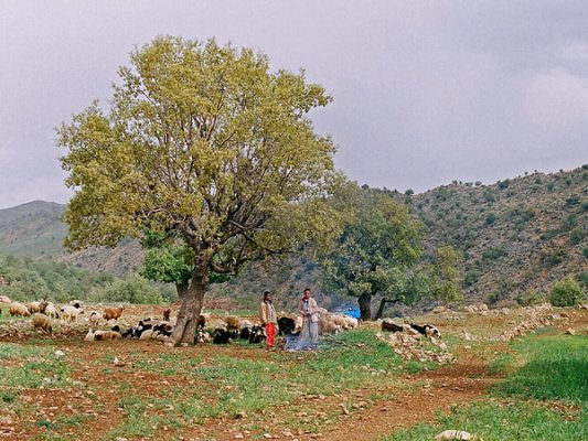 In and around Tangeh Arghavan, we encounter the local tribes who have brought their sheep to graze. These are nomadic tribes from the south who have migrated to the cooler mountains for the summer.