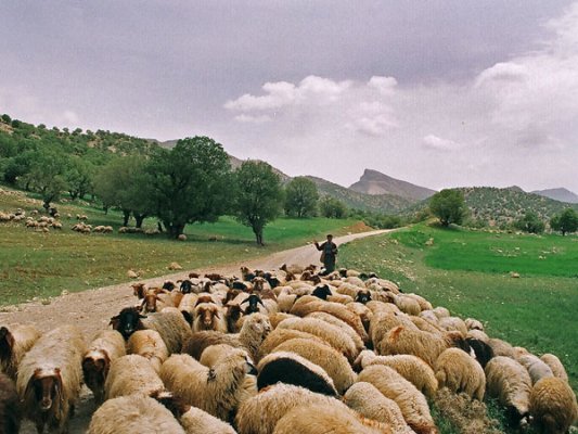 Whichever part of the province you look at and whatever route you take, there are always large flocks of sheep grazing, as the local tribes’ livelihood depends on rearing sheep.